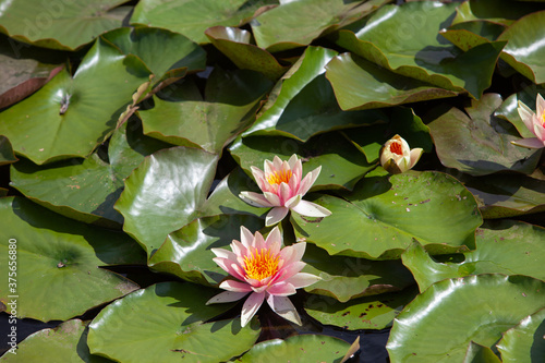 Tender yellow water lillys in sunmer sun. photo