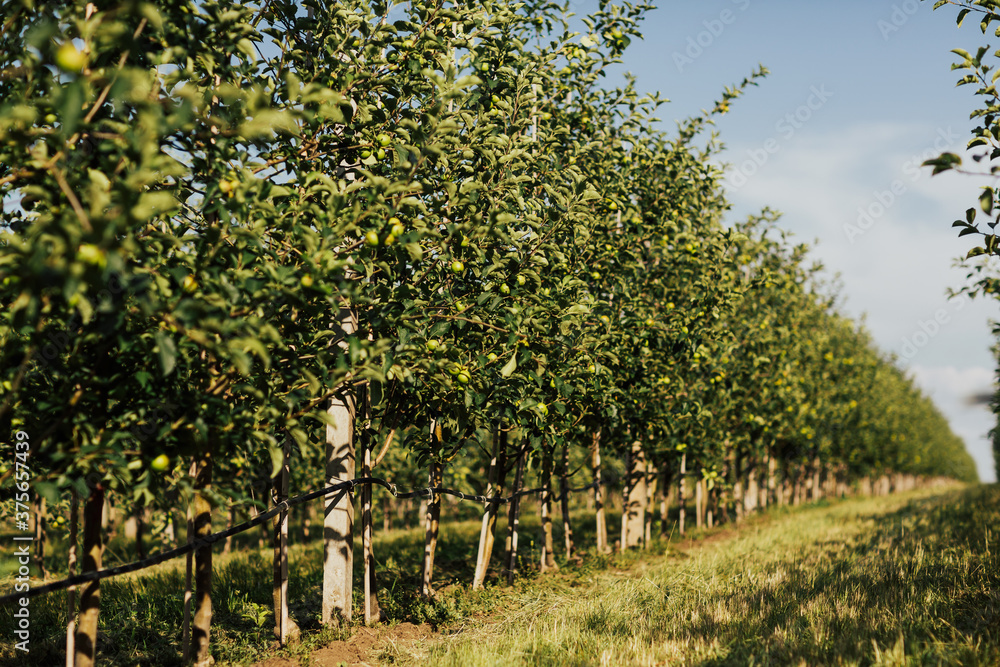 Harvesting fruits apples in orchard, panorama. Organic apples hanging from a tree branch in an apple orchard. Apple orchard at sunny summer day.