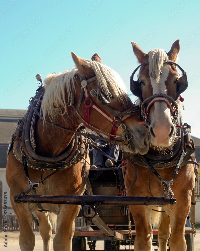 One draft horse nuzzling another One draft horse nuzzling another