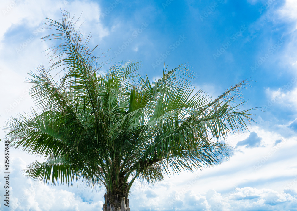 Leaves of a large palm tree against the background of a falb sky with clouds
