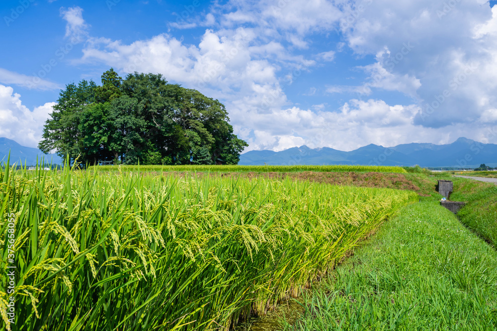 Fototapeta premium 初秋の田園風景 茅野市