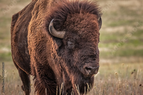 Buffalo, American Bison (Bison bison) on the prairie photo
