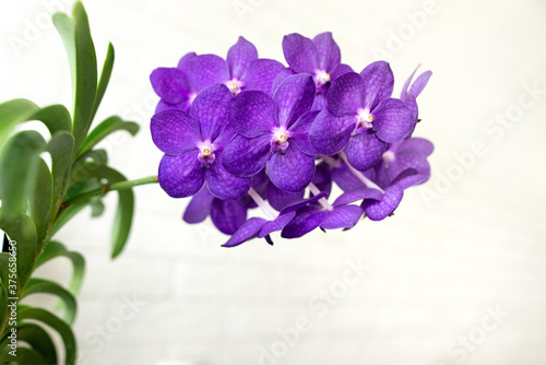 Fototapeta Naklejka Na Ścianę i Meble -  purple vanda orchid in bloom, close up on white background
