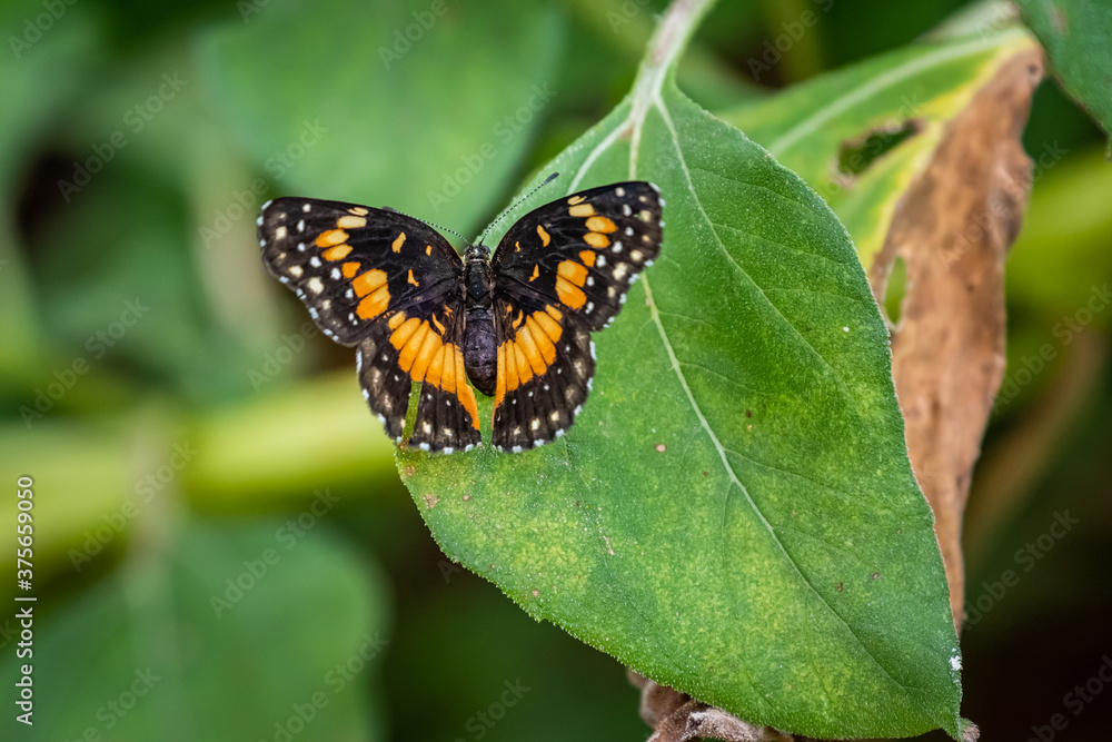 Bordered Patch (Chlosyne lacinia) in a wildlfower garden in Oklahoma Bordered Patch (Chlosyne lacinia) in a wildlfower garden in Oklahoma