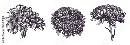 Vintage hand drawn flowers set isolated on white background. Sunflower and dahlia garden plants. Vector illustration. Ink sketch for wedding design