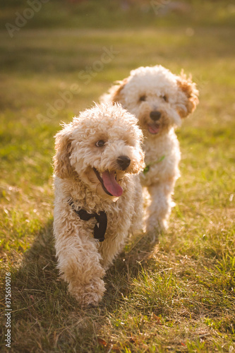 Wallpaper Mural dogs in the park Torontodigital.ca