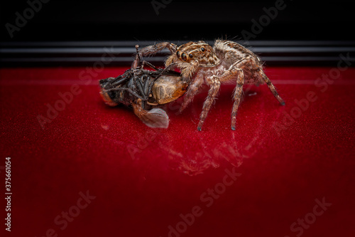 The jumping spider is catching flies to eat.