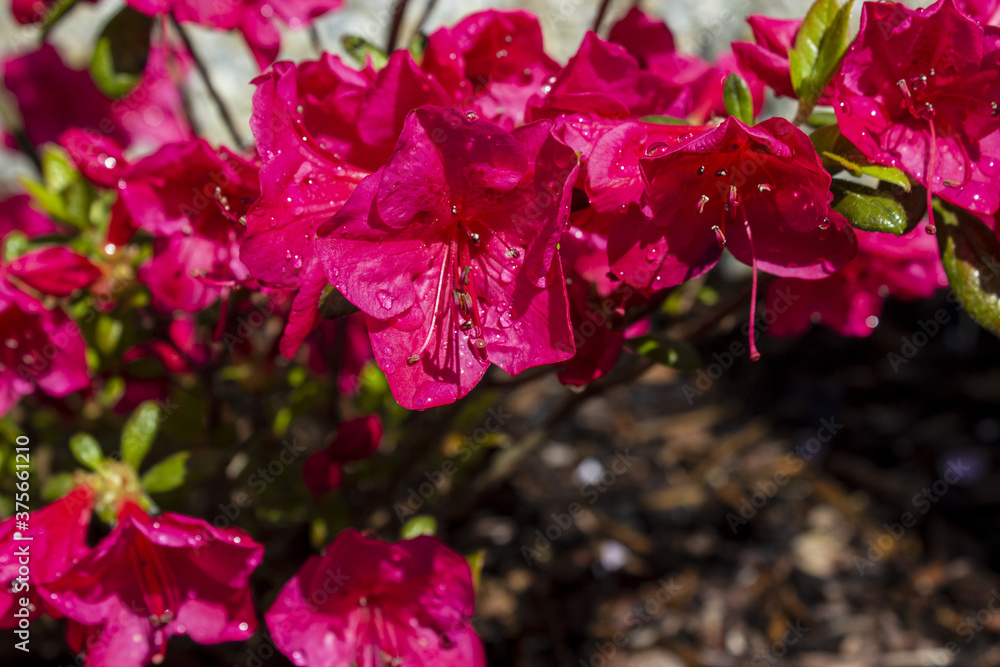 Fototapeta premium Pink azalea japonica on a garden with dew drops