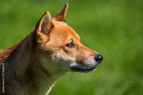 japanese shiba inu portrait in nature