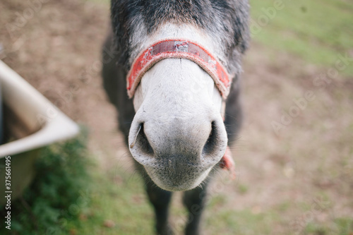 The nose of a donkey photo