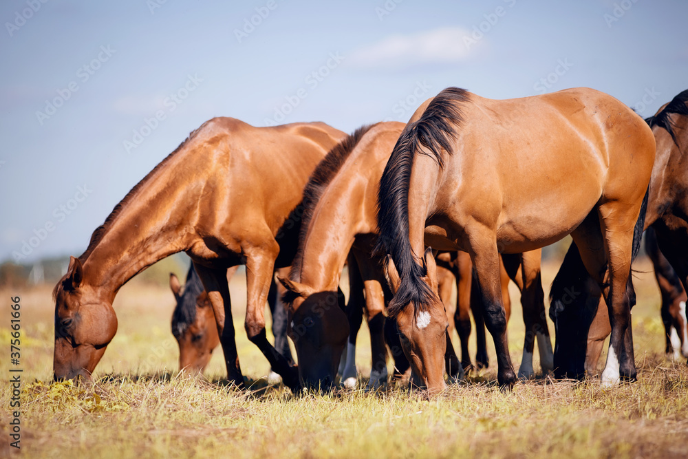 Obraz premium A herd of horses grazing on the field.