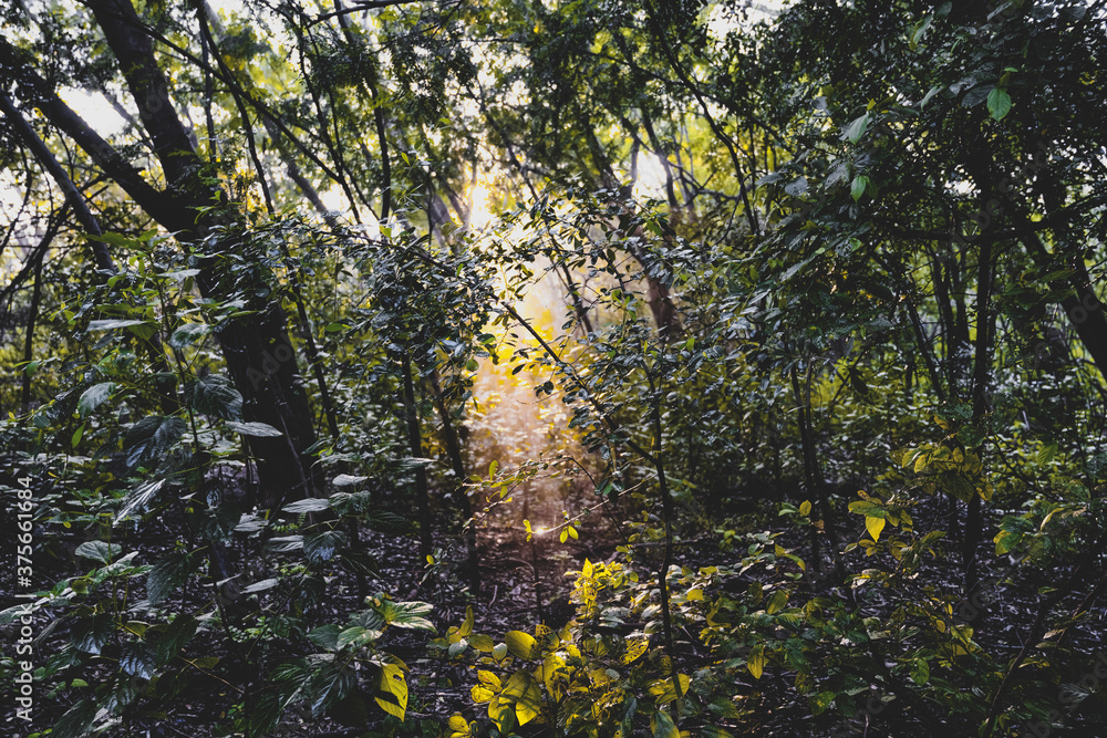 Obraz premium morning sun rays tree leaves forest