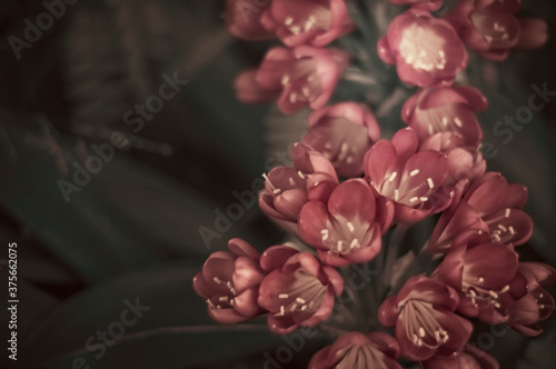 A bundle of robust pink flowers in romantic hues photo