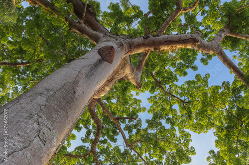 Bottom-up view of a large tree (Ceiba pentandra) found in the Brazilian Amazon region. photo