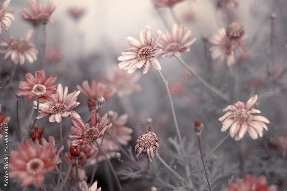 Pale pink flowers slowly dying on grey stems Pale pink flowers slowly dying on grey stems