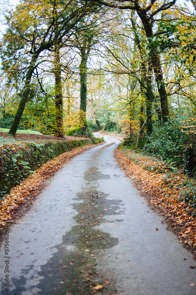 Country lane winding through trees in autumn Country lane winding through trees in autumn