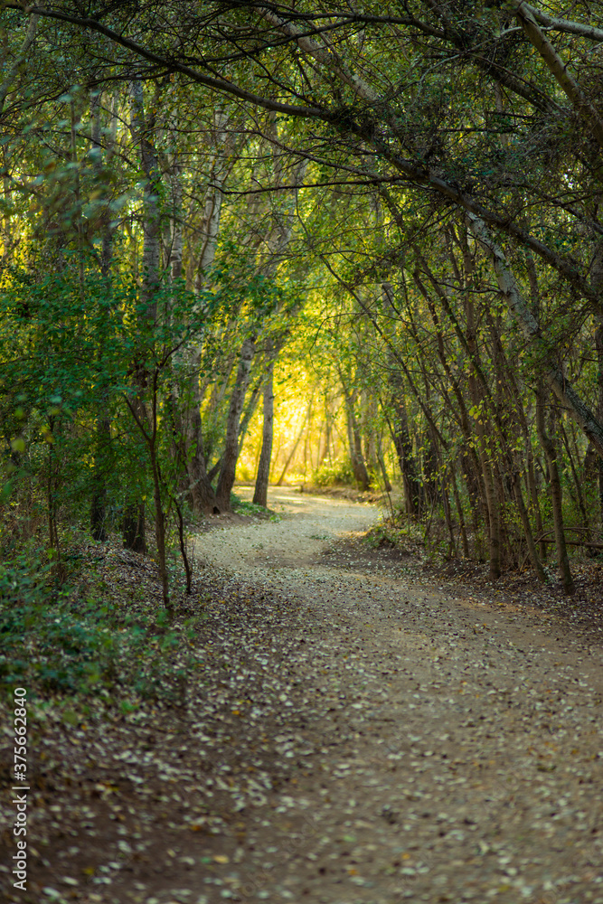 Landscape of a road through the green forest at sunset. Landscape of a road through the green forest at sunset.