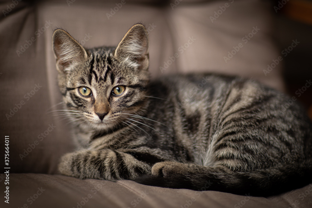 young European shorthair cat lies comfortably on a garden chair
