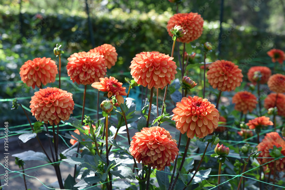 Dahlia rouge au jardin Dahlia rouge au jardin