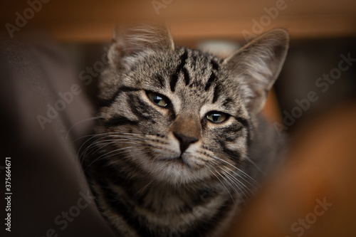 young European shorthair cat lies comfortably on a garden chair