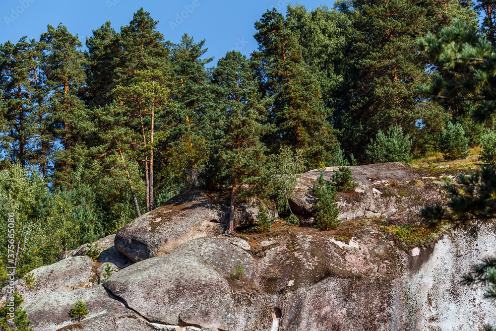 Rocks with pine trees. Altai Republic
