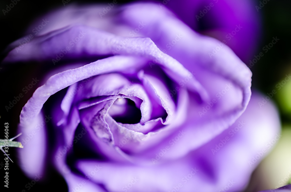 Obraz premium Purple rose with the petals edges in close-up.