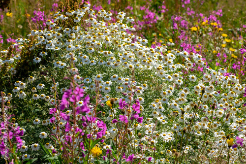 chamomile flowers on the field in the mountains  nature