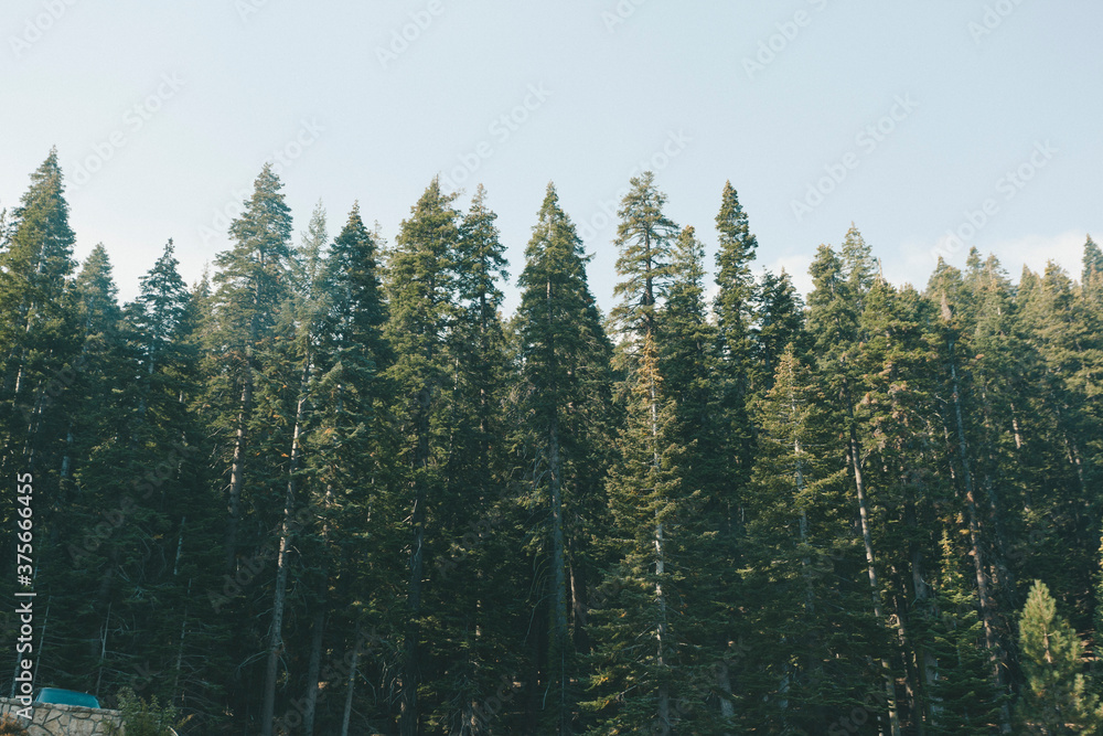 Pine forest Yosemite Pine forest Yosemite