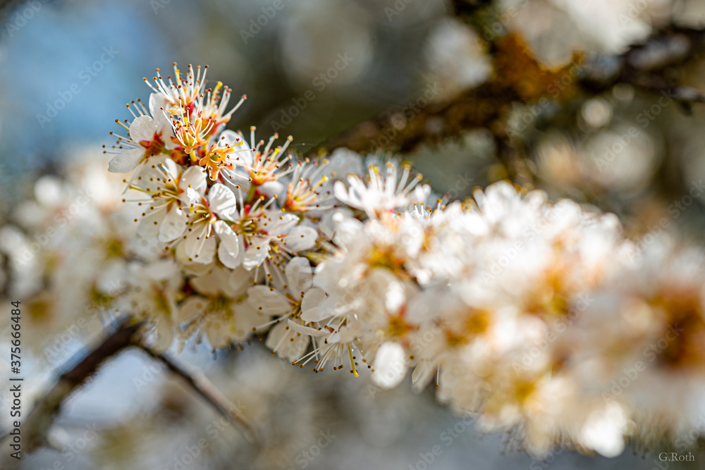 Frühling Frühling