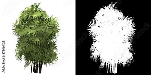 Left view of tree (Rhapis Excelsa) png with alpha channel to cutout 3D rendering. For forest and nature compositing photo