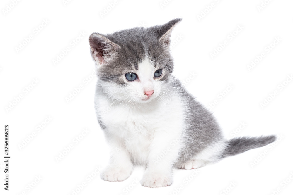 kitten on a white background..