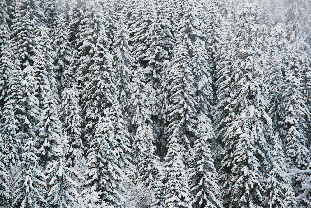 Snow covered trees in Black Forest Snow covered trees in Black Forest