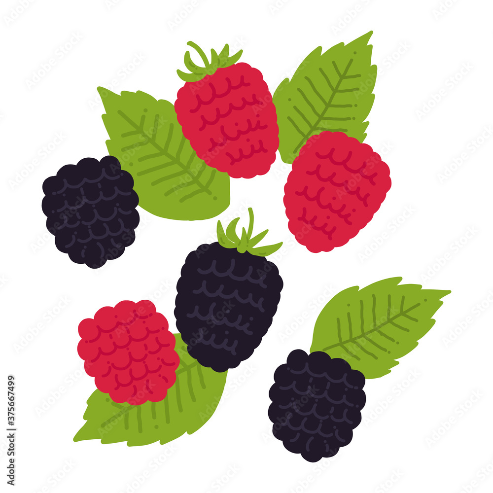 ラズベリー・ブラックベリーの手描きイラストアイコン raspberry and blackberry flat illustration vector icon ラズベリー・ブラックベリーの手描きイラストアイコン raspberry and blackberry flat illustration vector icon
