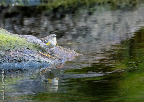 Yellow Rumped Warbler in the South Platte River