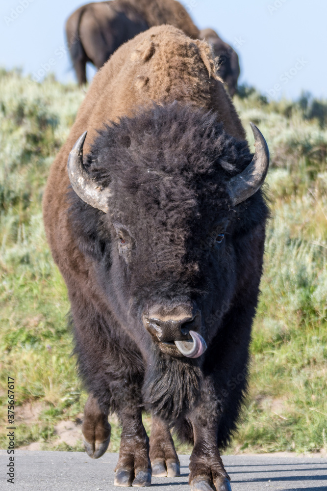 Frontal closeup of a big male bison with long horns walking toward the camera while licking itself with his tongue in Lamar Valley
Yellowstone National Park, WY - USA Frontal closeup of a big male bison with long horns walking toward the camera while licking itself with his tongue in Lamar Valley
Yellowstone National Park, WY - USA