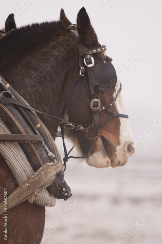 A draft horse stands ready to pull photo