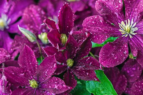 dark magenta background of clematis flowers with water droplets photo