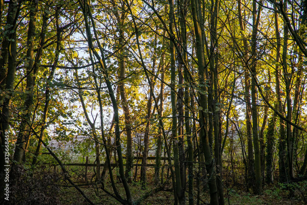 Autumn trees with golden leaves in the English countryside of Oxfordshire