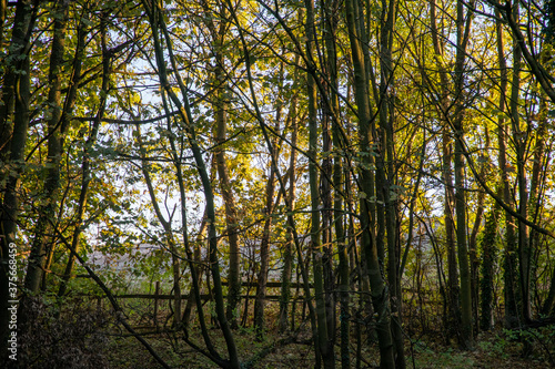 Autumn trees with golden leaves in the English countryside of Oxfordshire