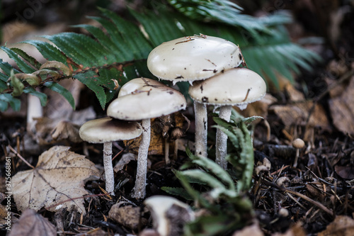 Mushrooms and ferns photo