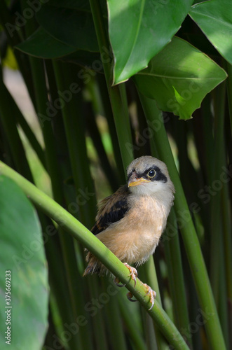 brown shrike bird inside bush,singing bird ,Lanius cristatus lucionensis photo