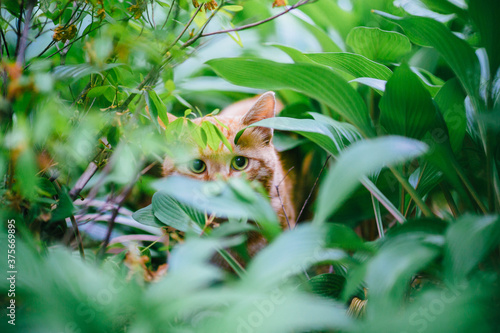 cat in the grass © Pureality