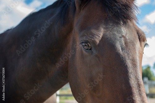 Brown horse  horse eye  muzzle close up