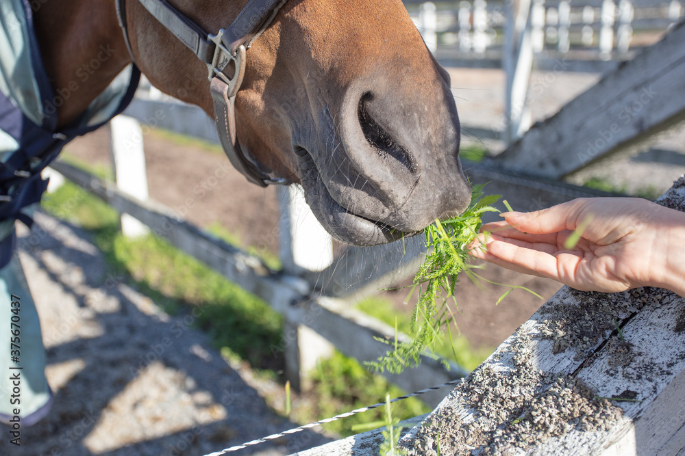 Obraz premium Woman feeding grass to a horse, outdoors, close-up, cropped photo, Concept, animal feeding,