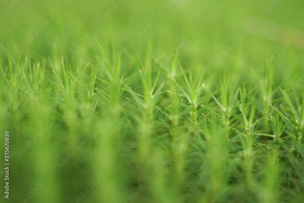 Obraz premium Green Moss Natural Background Texture