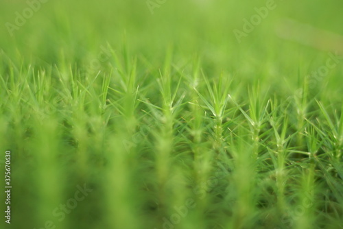Green Moss Natural Background Texture