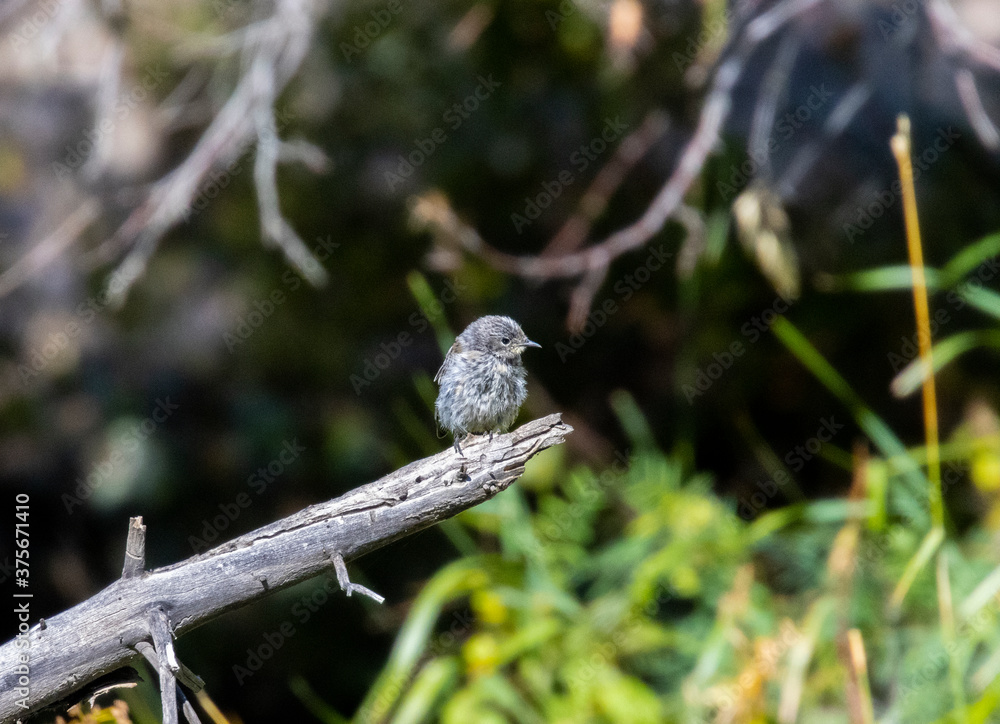 Yellow Rumped Warbler in Eleven Mile Canyon Yellow Rumped Warbler in Eleven Mile Canyon