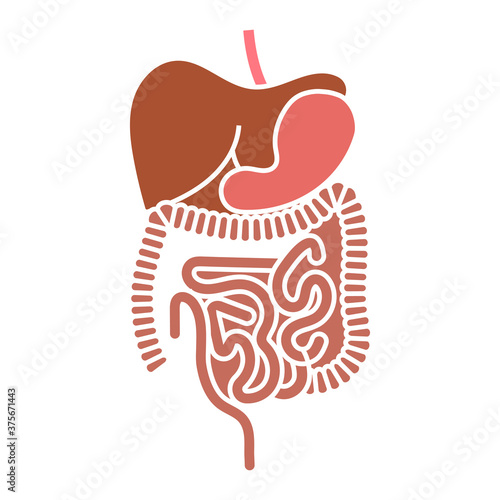 Human digestive system organs flat vector color icon for apps and websites