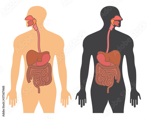 Human gastrointestinal tract or digestive system flat vector color icon for apps and websites