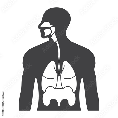 Human respiratory system or respiratory tract flat vector icon for apps and websites